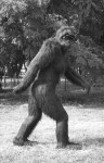 Bigfoot's Gone Away (+tab for banjo,fiddle & mandolin)