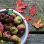 June Apple Banjo Tab + My Apple-Picking Gizmo IMG_2373