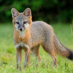 Fox on the Run Fox